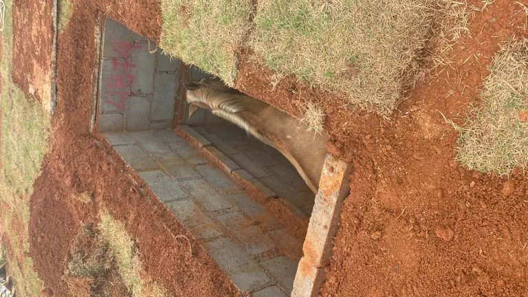 Cavalo é resgatado após cair em cova no cemitério Parque