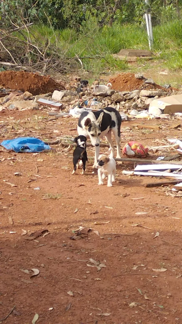 Vereador questiona grande número de animais abandonados nas ruas de Poços