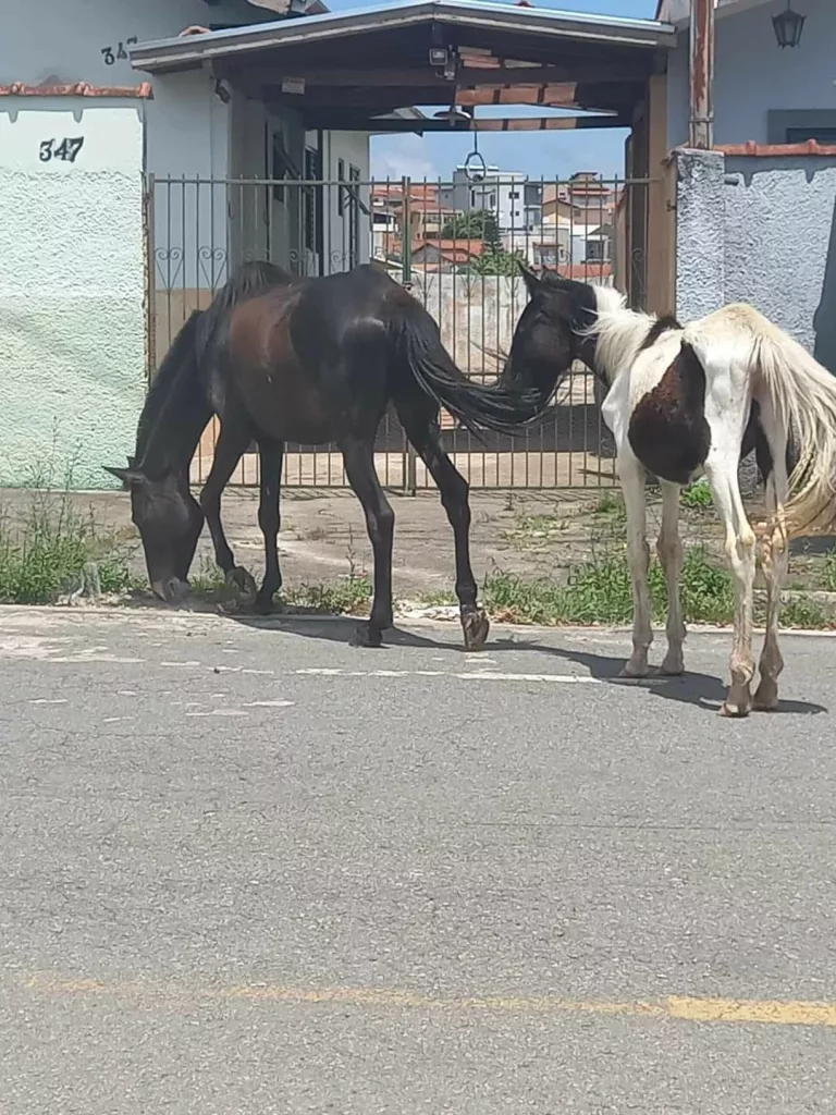 Requerimentos questionam a presença de animais de grande porte soltos pelas ruas