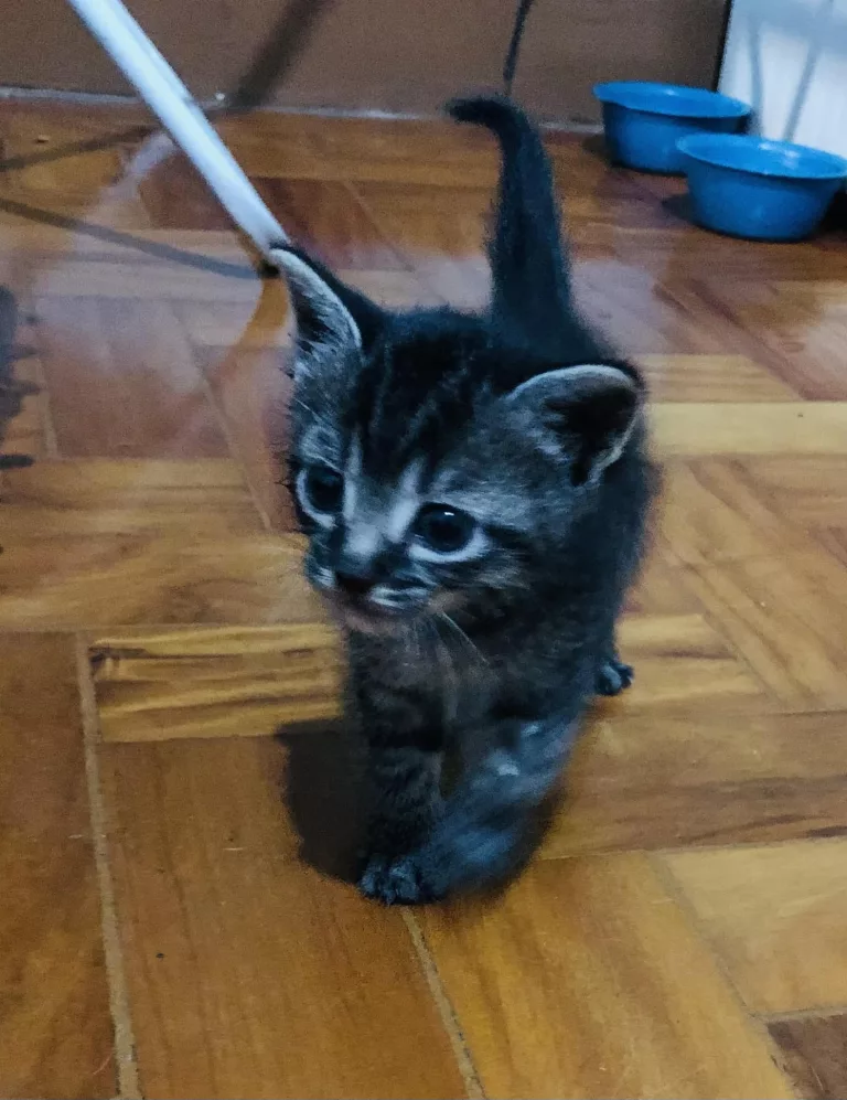 Doação de gatinho