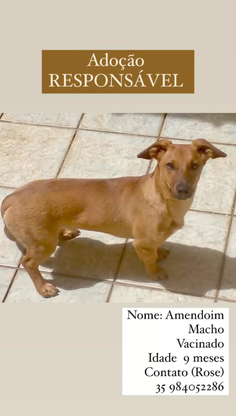 Cãozinho para adoção responsável