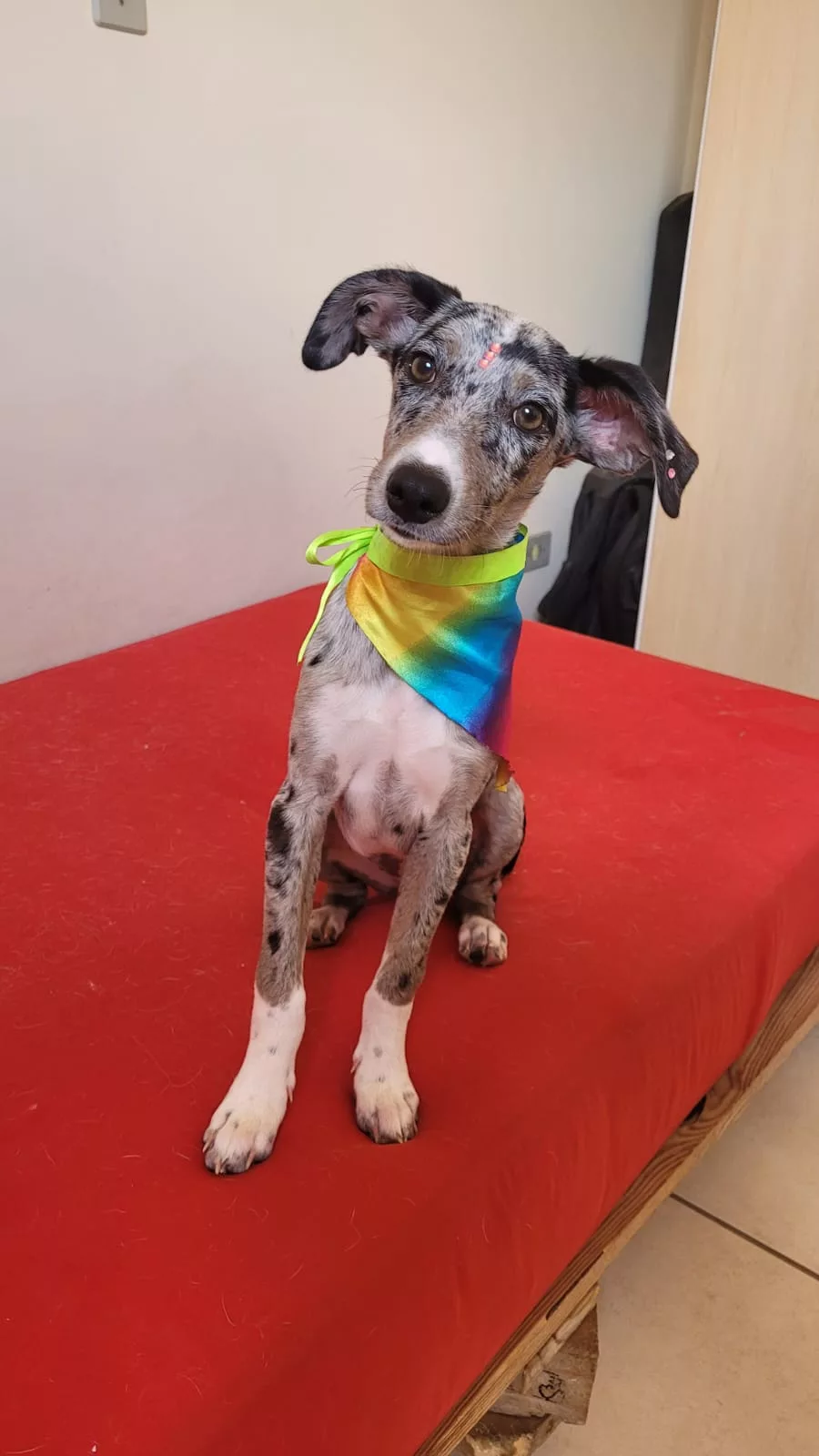 Doação de filhote fêmea de cachorro