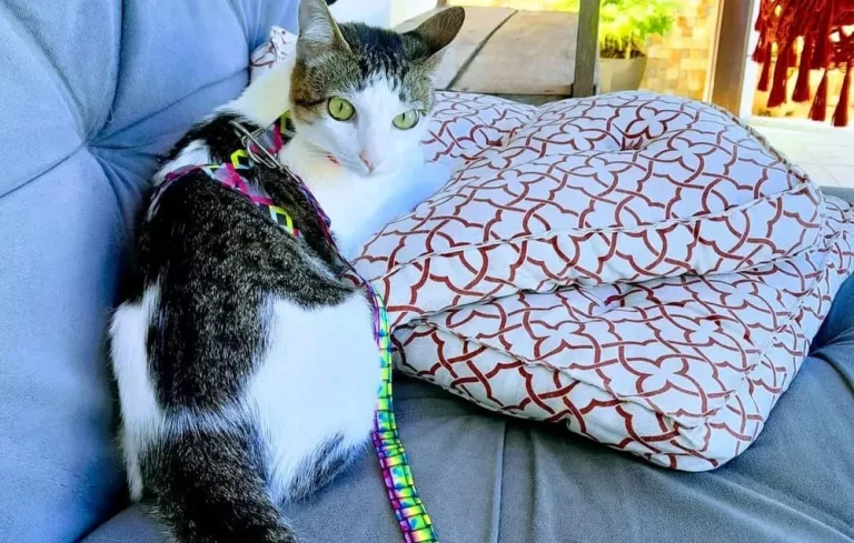 Procurando a gatinha Amora