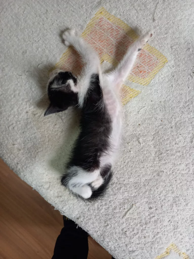 Doação de gatinho