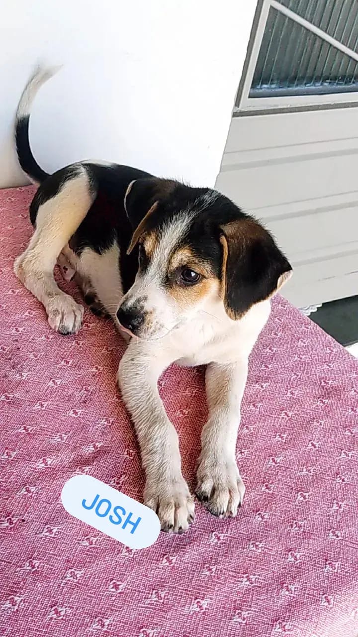 Doação de filhote de cachorro