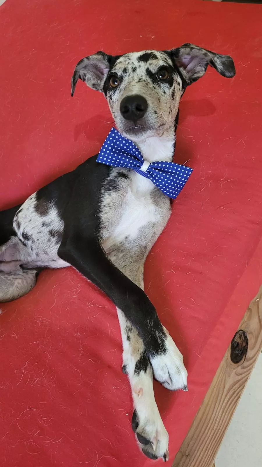 Doação de filhote de cachorro