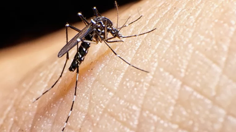 Cabo Verde e Monte Belo investigam mortes suspeitas de dengue