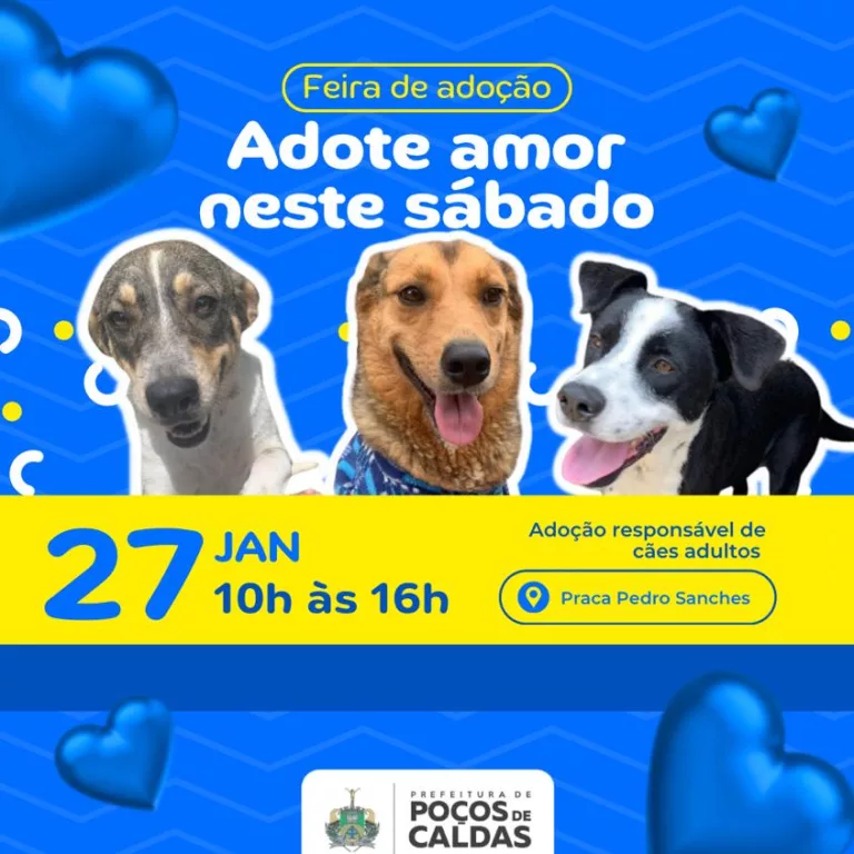 Adote um cão adulto do Abrigo Municipal; feirinha neste sábado