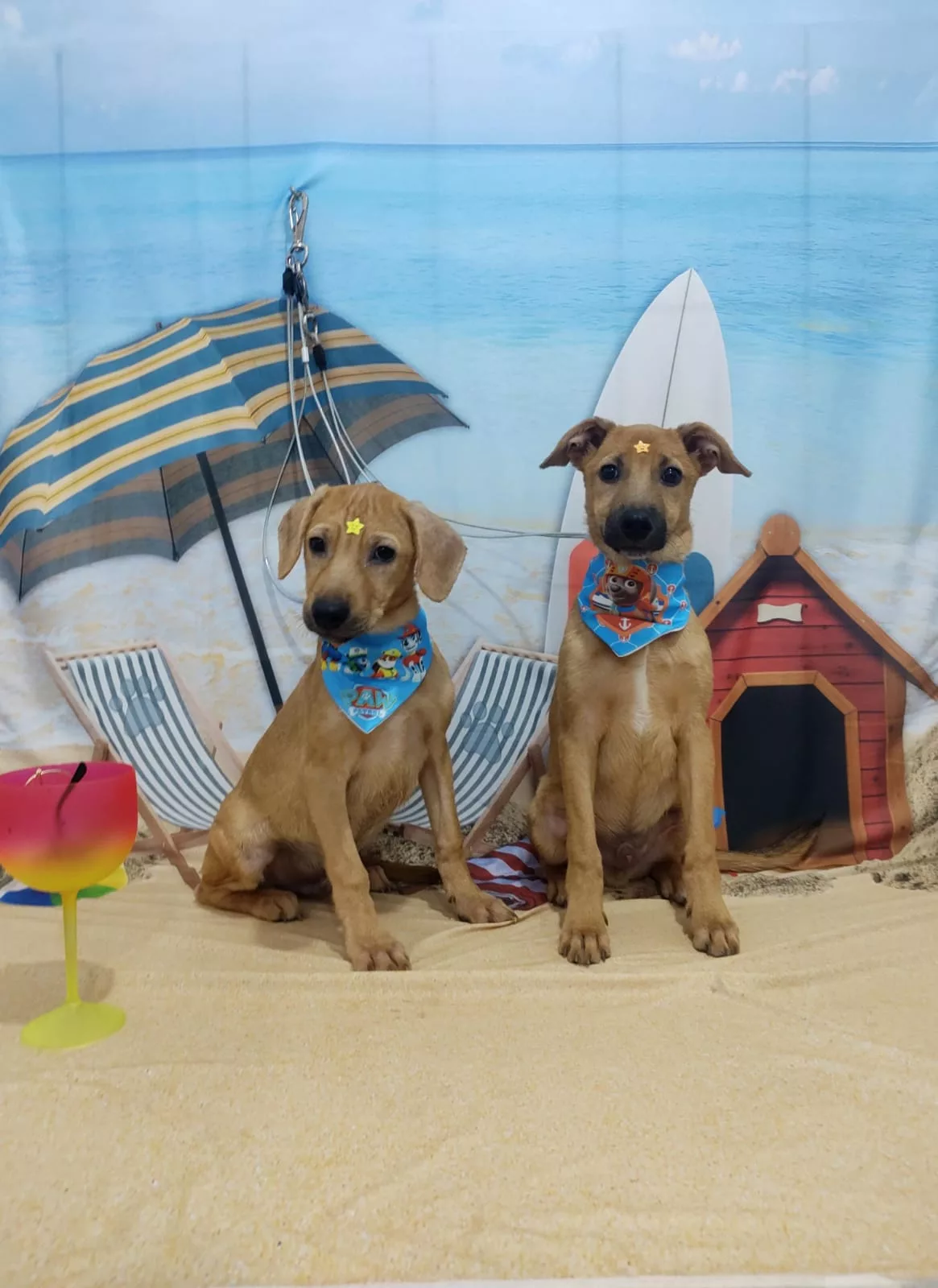 Doação de filhotes de cachorro