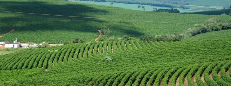Exportações do agro mineiro batem recorde de volume em 2023