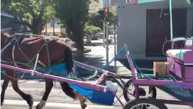 Prefeito diz que 80% dos poços-caldenses querem o fim da tração animal nas charretes
