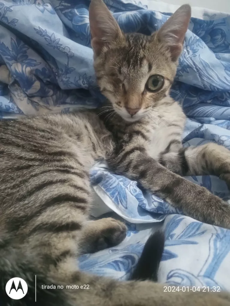 Doação filhote de gato tigradinho