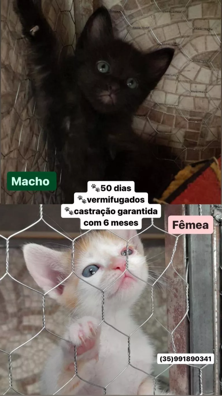 Doação de filhotes de gato