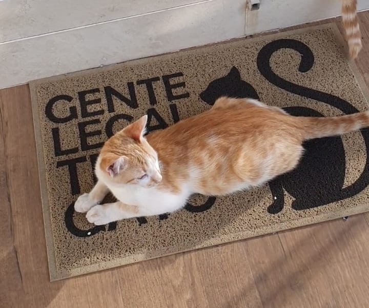 Adoção de gatos
