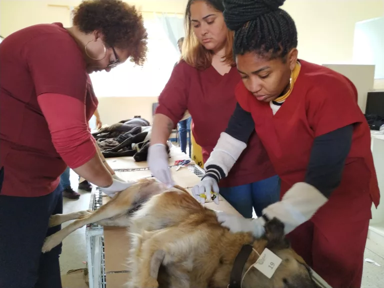 Programas do Governo de Minas contribuem para o bem-estar de cães e gatos no Estado