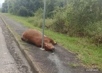 Vaca é atropelada e morta na estrada do Bianucci