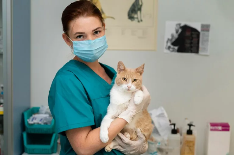 Programa de castração: aberto edital para credenciamento de clínicas veterinárias