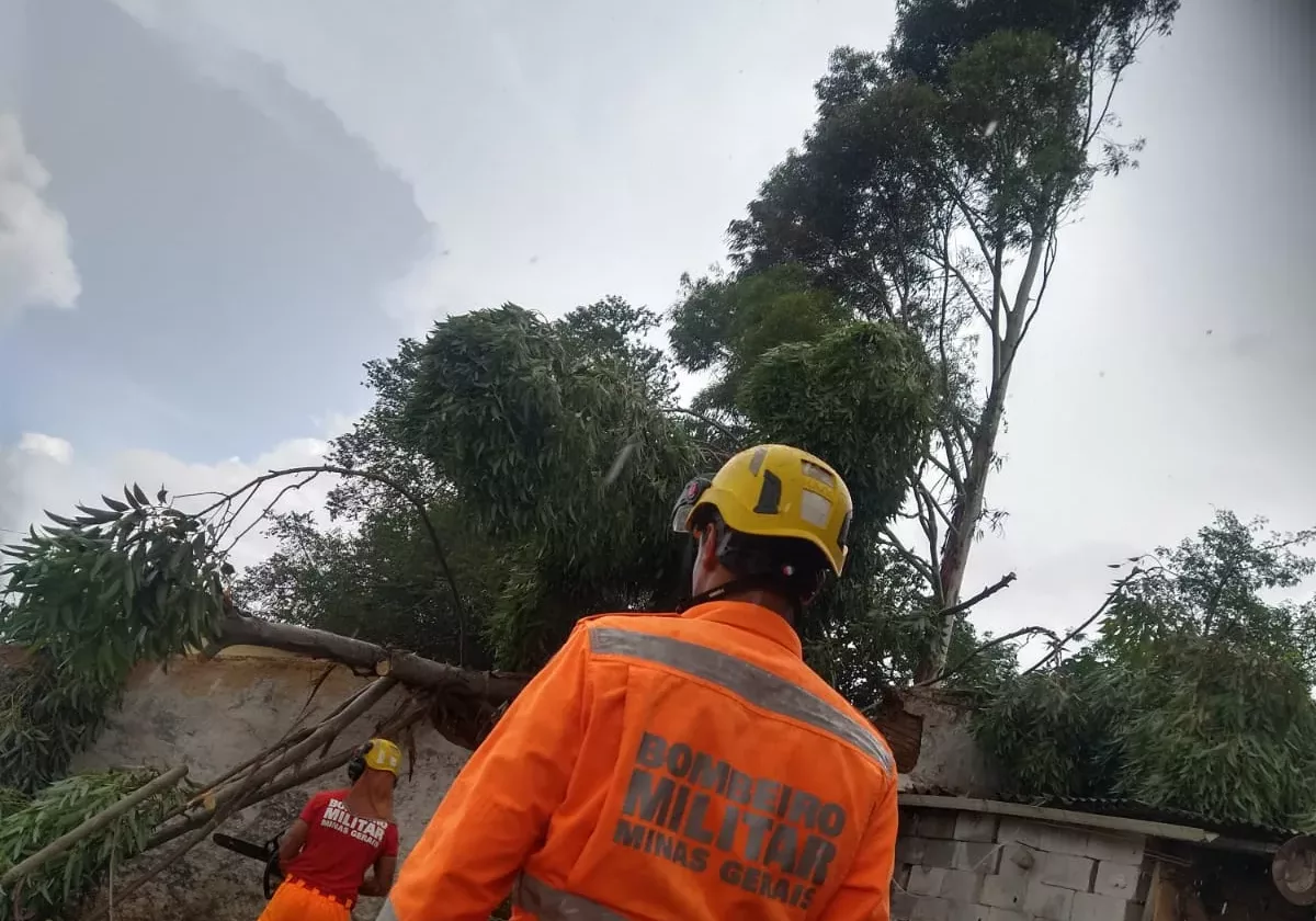 Eucaliptos são removidos após um deles cair sobre casa
