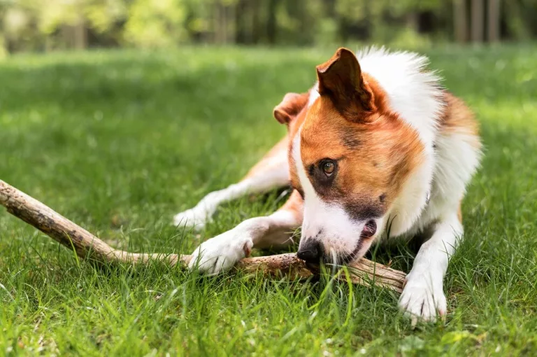 Pets pegam dengue? Especialista esclarece riscos e prevenção para cães e gatos