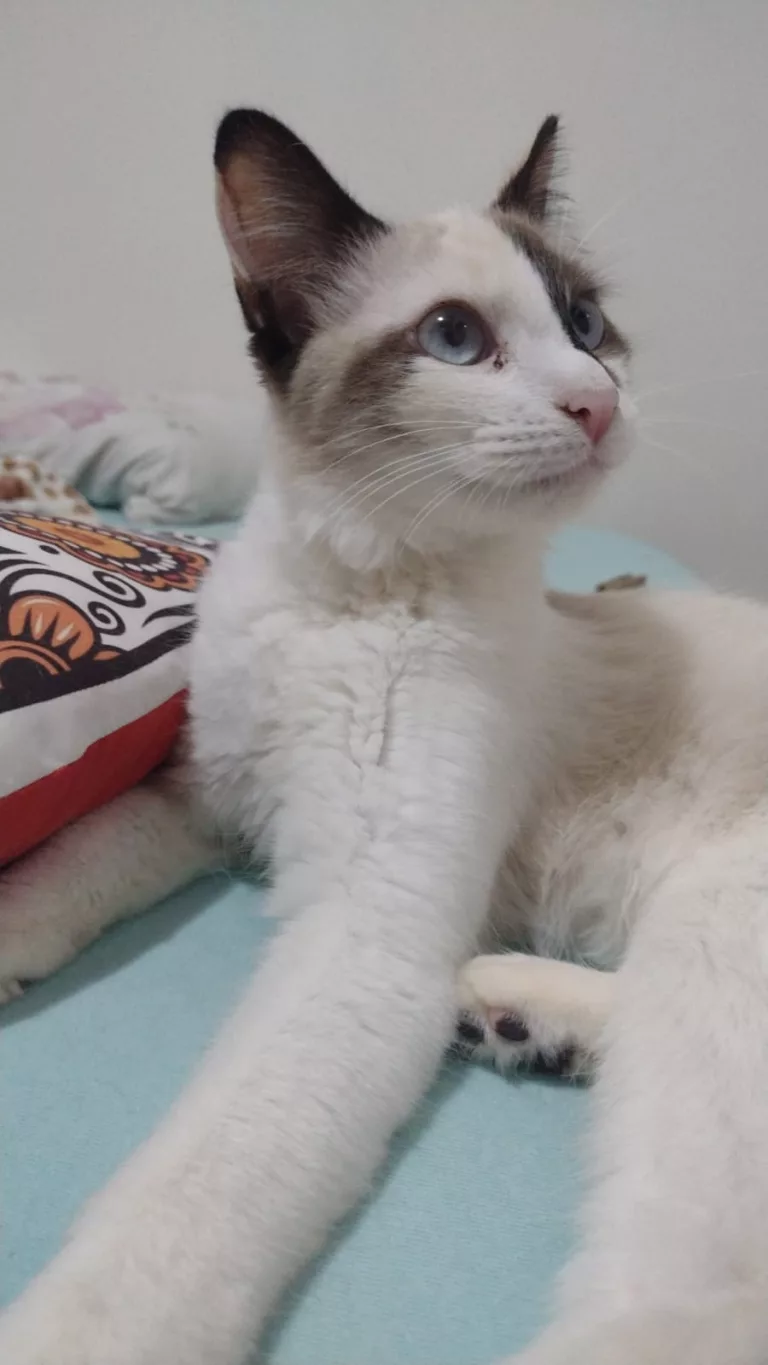 Doação de gatinha
