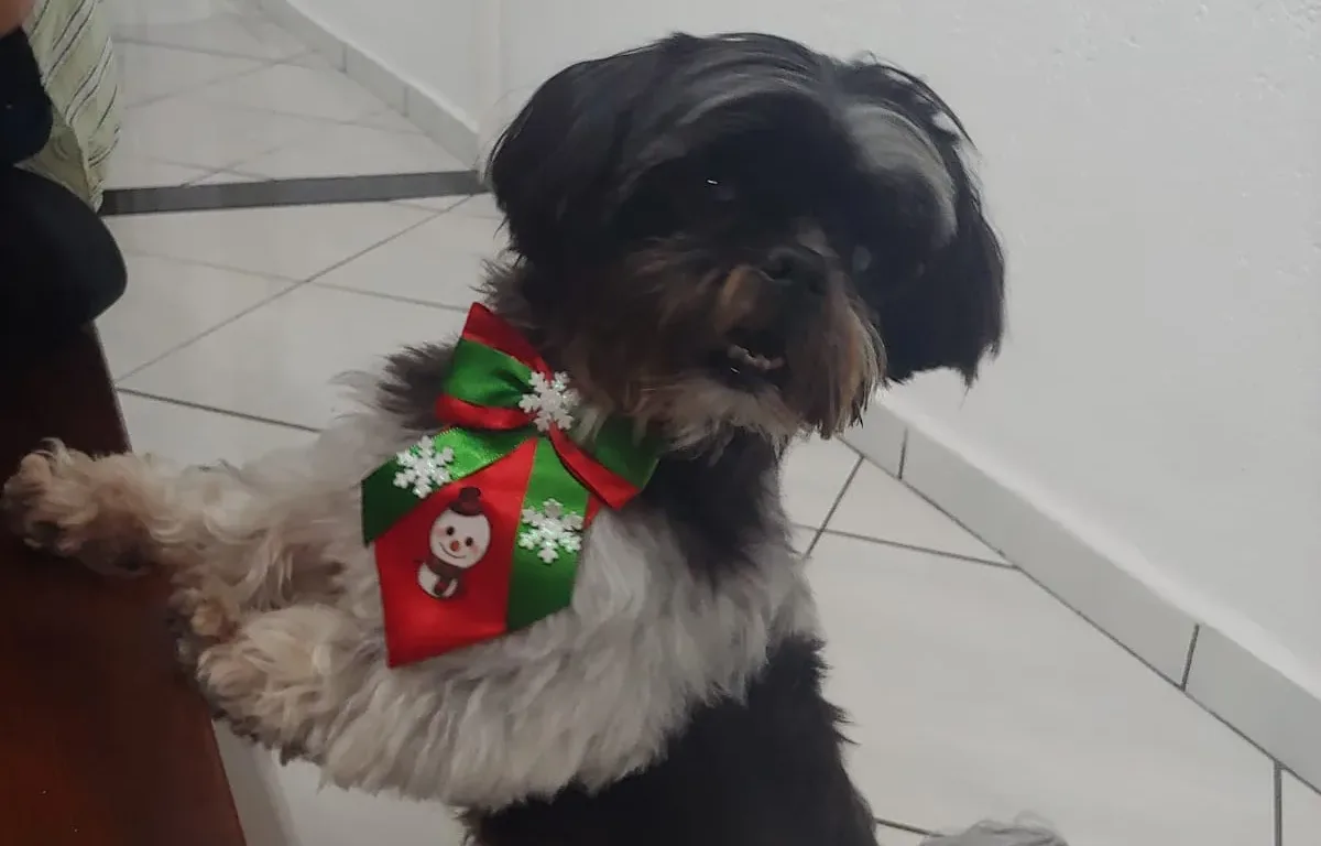 Família procura por cachorro desaparecido