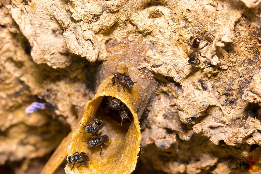 Por ser mais raro, mel de abelhas sem ferrão pode custar até R$ 800 o litro