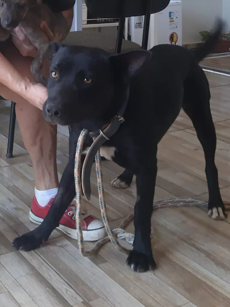 Adote o Black