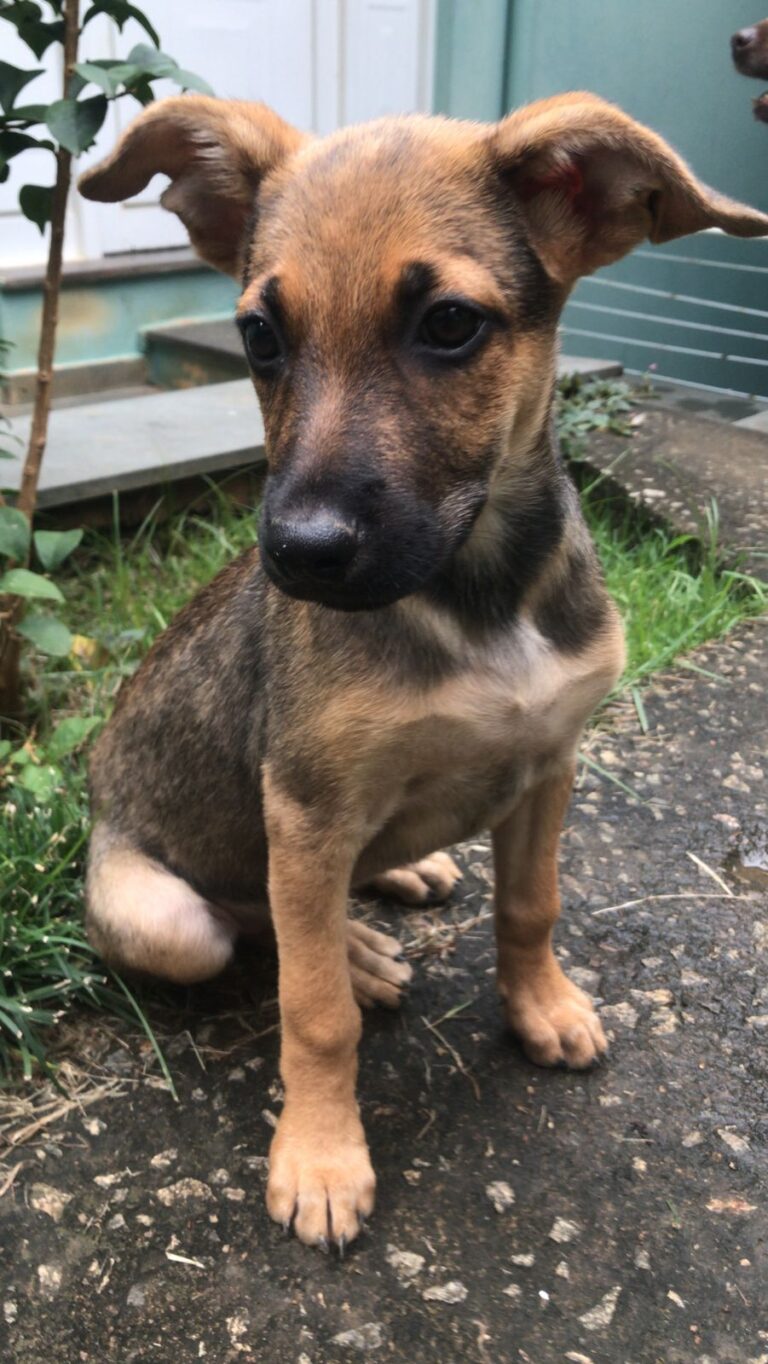 Doa-se linda filhotinha de cachorro