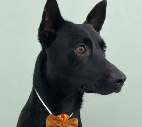 Adote um cachorro