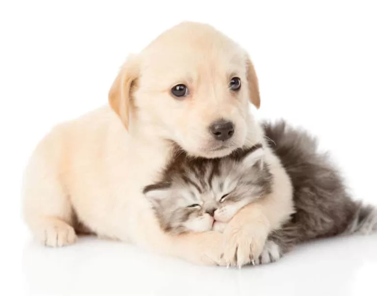 Castração de cães e gatos está suspensa na próxima semana