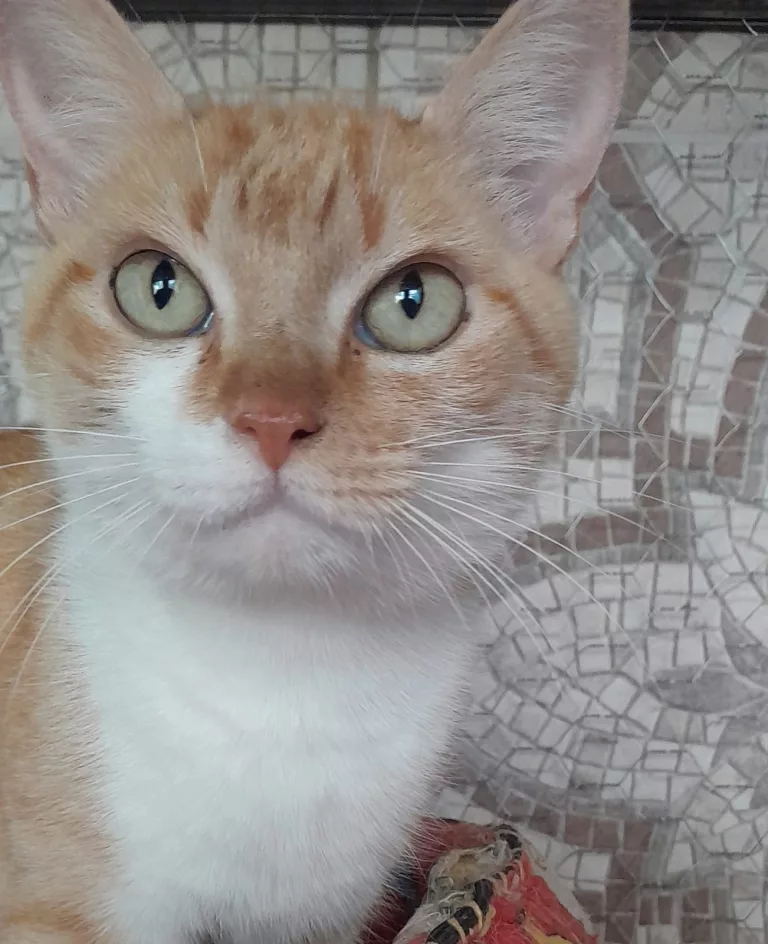 Doação de gatinha