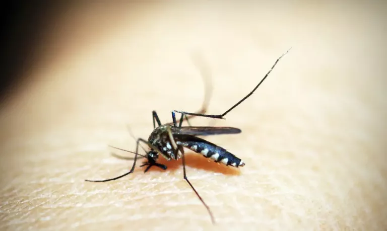 mosquito dengue
