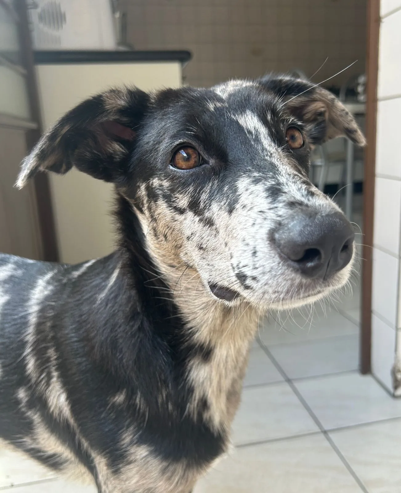 Cadastro para castração de cães e gatos recomeça nesta segunda-feira