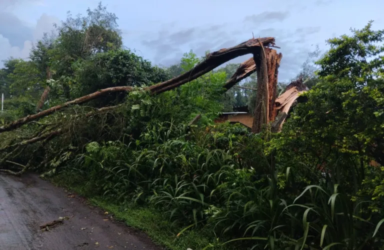 Chuva forte derruba várias árvores em Poços nesta sexta-feira