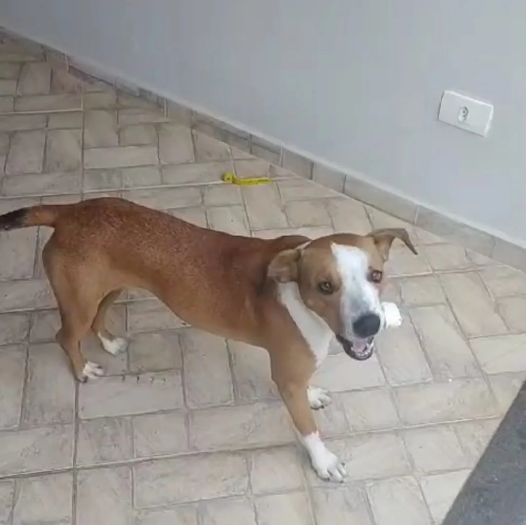 Doa-se filhote fêmea de cachorro