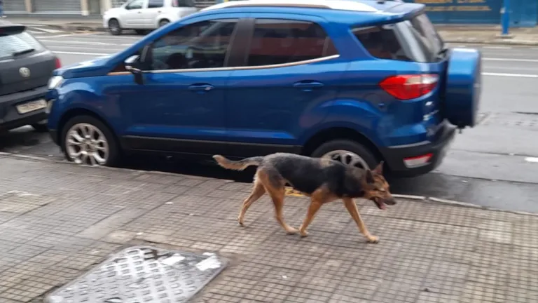 Animais abandonados é tema novamente de requerimento na Câmara