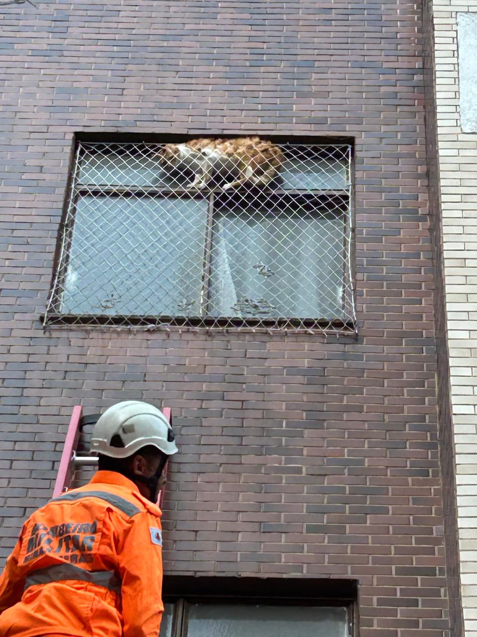 Bombeiros resgatam gato preso em tela de proteção de edifício
