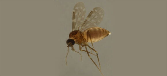 mosquito transmissor da febre oropouche