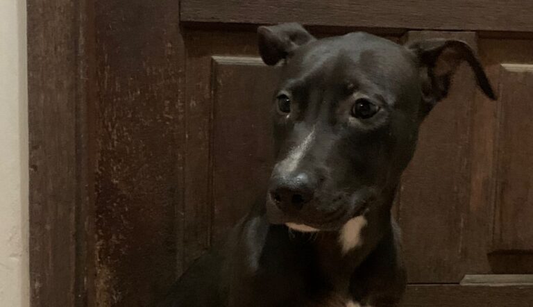 Dara para adoção