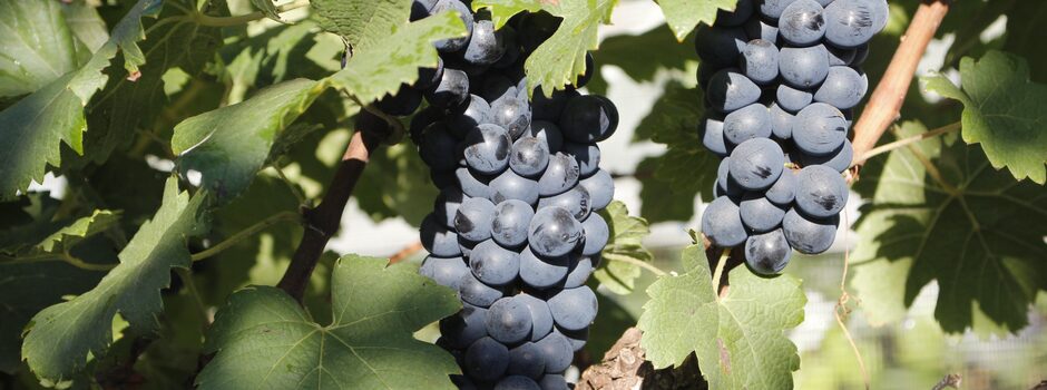 Caldas e Andradas estão entre os municípios com maior produção de uva para vinhos finos