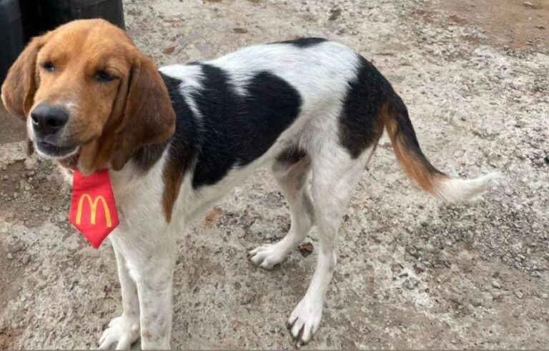 cachorro desaparecido