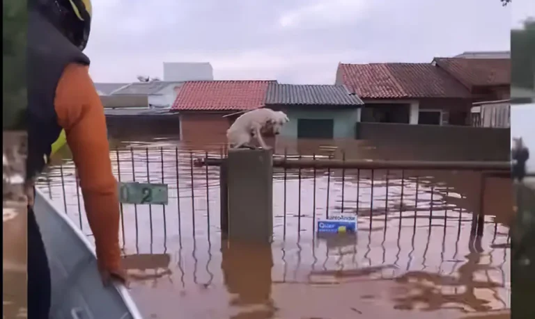 Cerca de 3,5 mil animais ilhados pela chuva são resgatados no RS