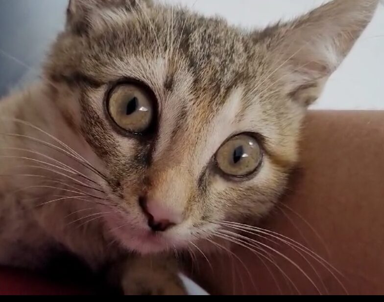 Doa-se filhotinha de gato