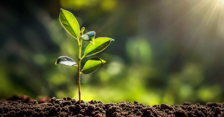 Mutirão das Árvores vai plantar 100 milhões de muda em Minas Gerais