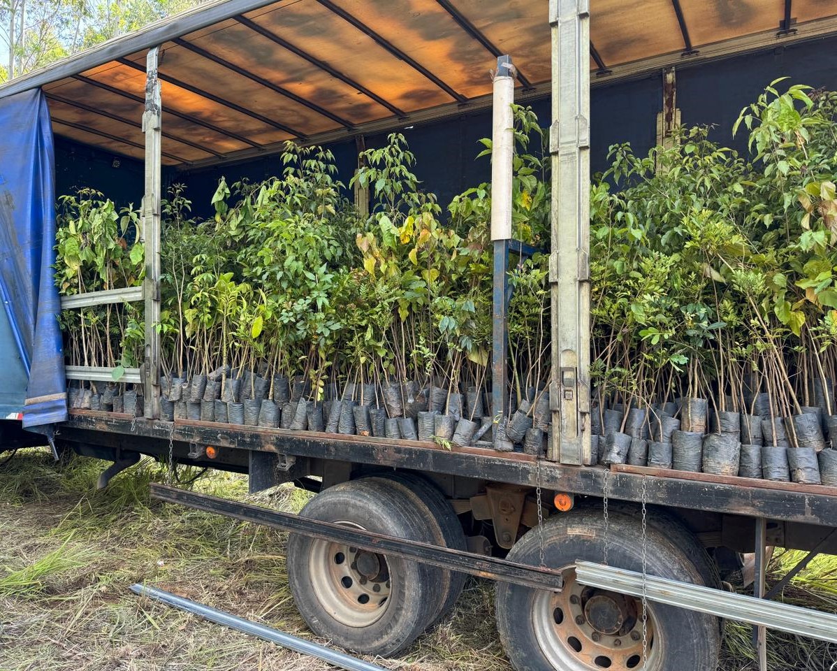 DMED planta espécies nativas em área de preservação na barragem do cipó