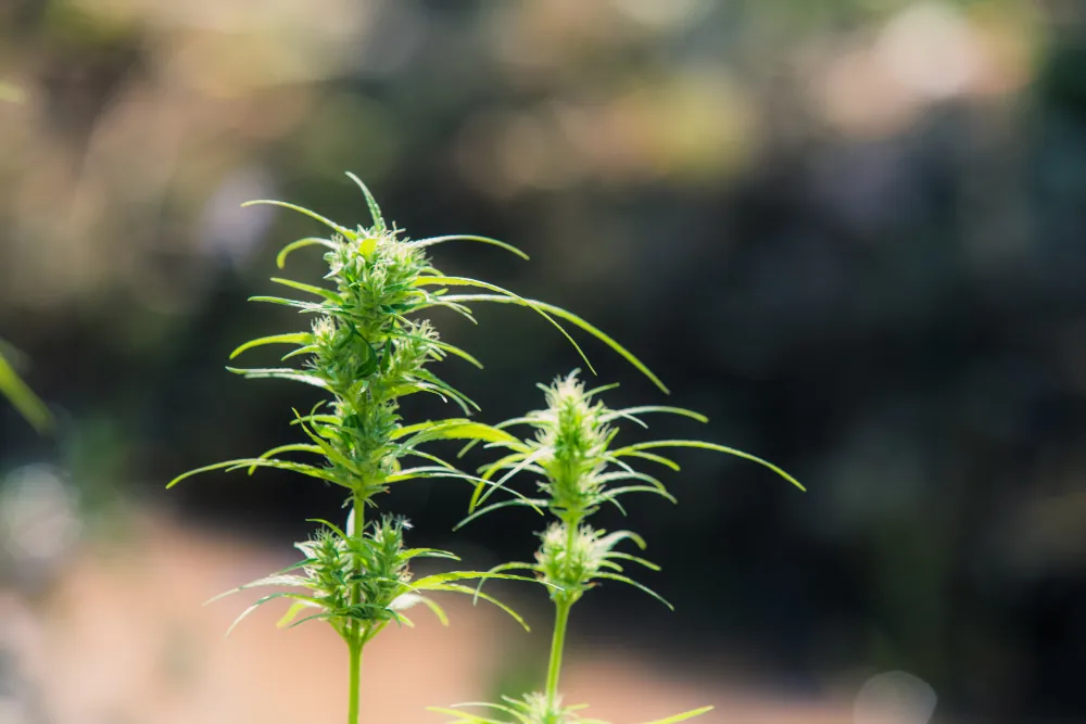 Supremo fixa 40g de maconha para diferenciar usuário de traficante