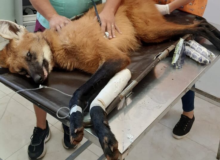 Policiais socorrem lobo-guará