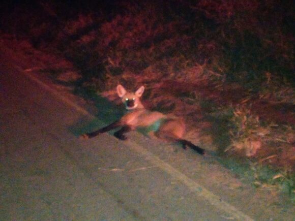 Polícia Militar socorreu um lobo-guará