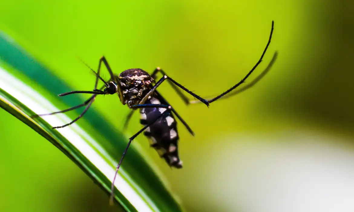 Caso suspeito de morte por dengue é descartado