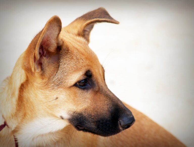 Neste domingo tem Feira de Adoção Pet no Partage Poços